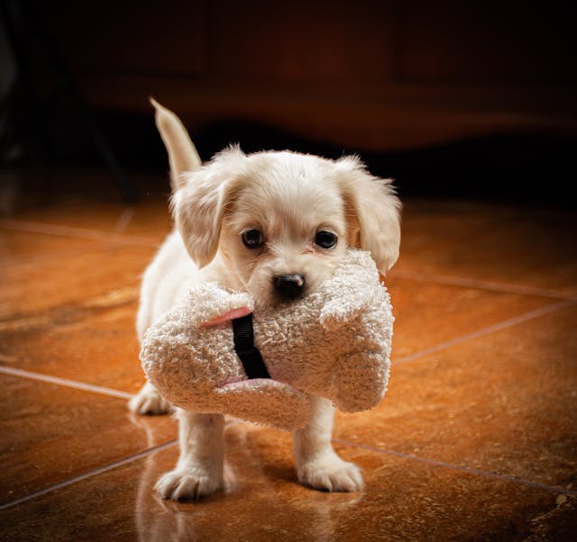 puppy dog pet sitting in cambridge with soft toy